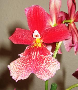 Orkidee(1)